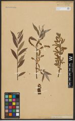 Foto von Salix alba L.